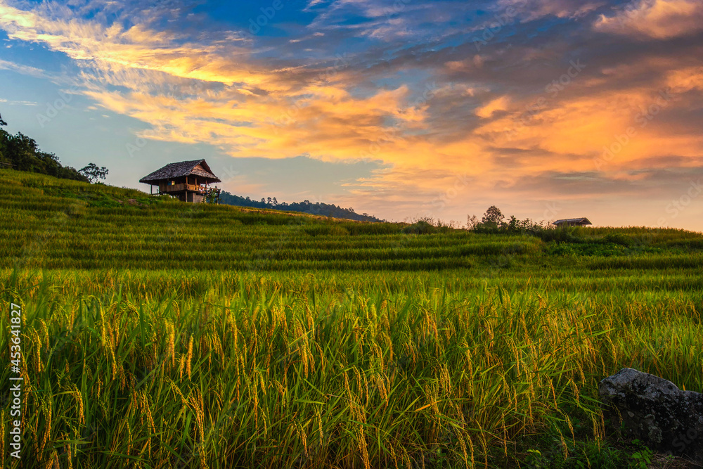 Beautiful Sunset on terraced rice field in harvest season in Chiang Mai, Thailand. Beautiful Sunset on terraced rice field in harvest season in Chiang Mai, Thailand.