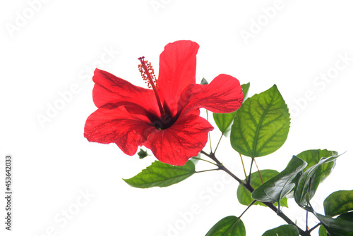 hibiscus flower isolated on white