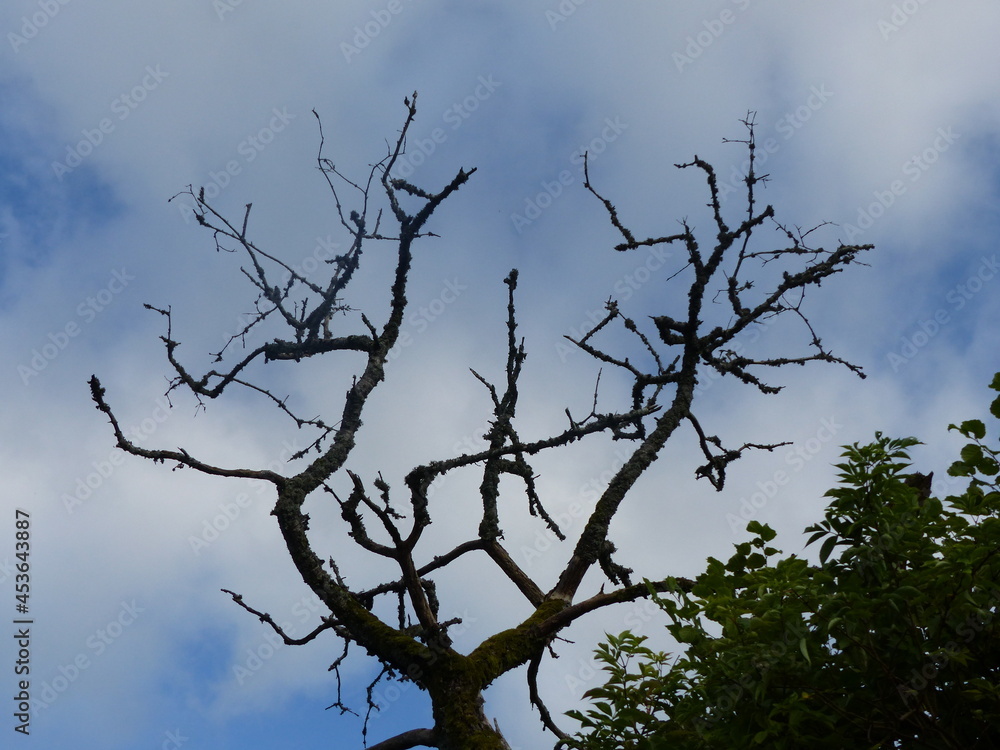 Nature dans les Vosges