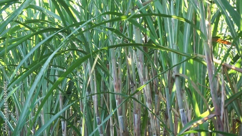 Sugarcane with a natural background. Indonesian call it tebu photo