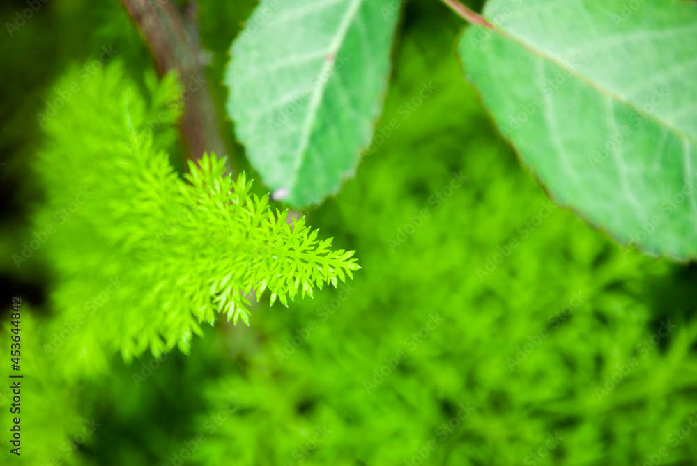 Small green foliage in organic garden in Guatemala, Central America. Small green foliage in organic garden in Guatemala, Central America.