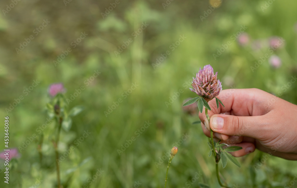 Kid hand holding violet clover flower over green blurred grass of meadow in summer. Copy space for text. Kid hand holding violet clover flower over green blurred grass of meadow in summer. Copy space for text.