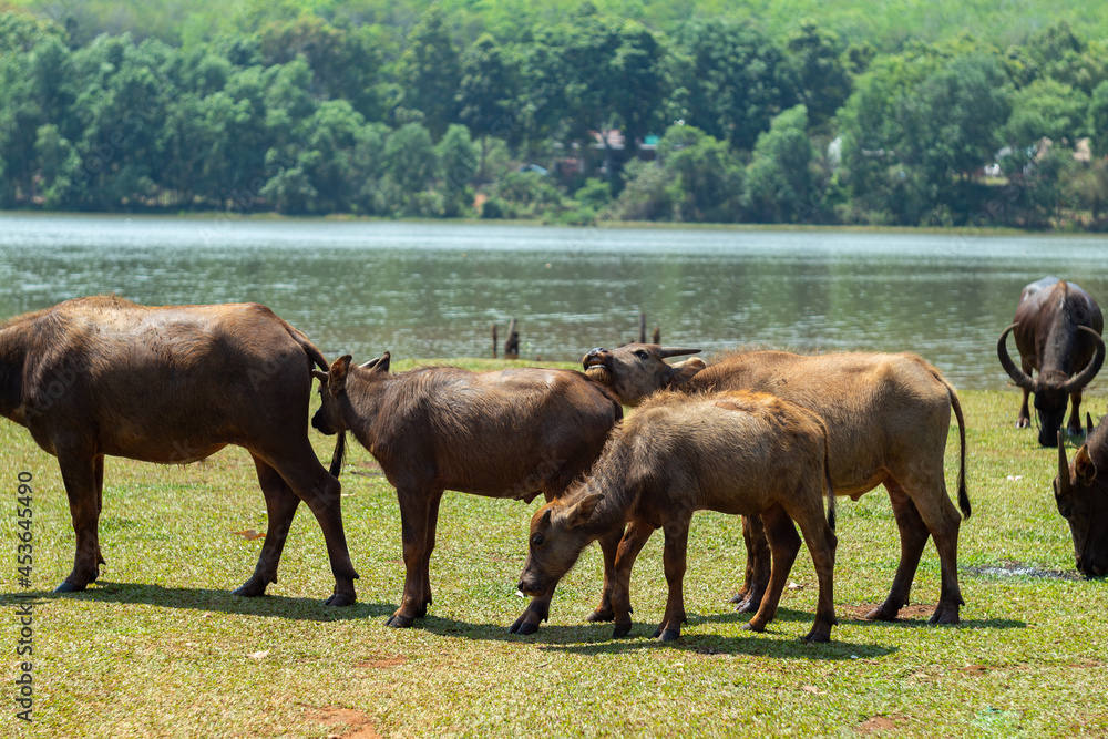 Herd of buffalo grazing in the field. Rural areas in Vietnam. Countryside life style. Herd of buffalo grazing in the field. Rural areas in Vietnam. Countryside life style.