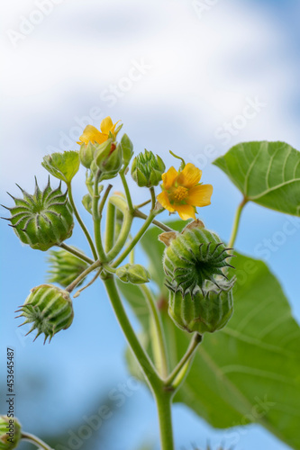Abutilon theophrasti leaves and flowers. The plant is also known as  velvet plant, velvet weed, Chinese jute crown weed, button weed, lantern mallow, butter print, pie-marker, or Indian mallow. photo