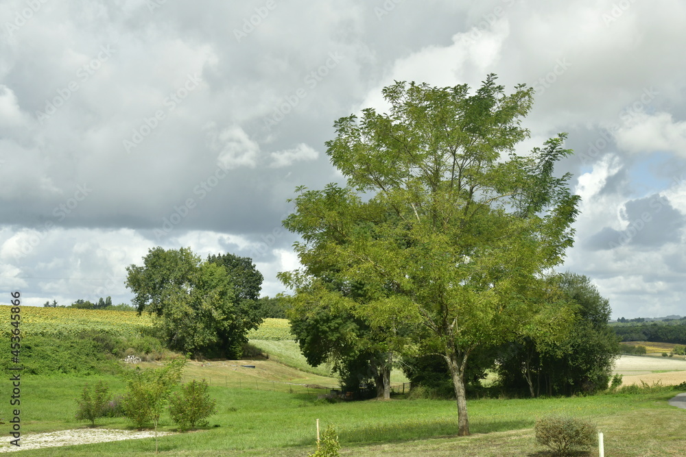Arbres isolés au milieu des prairies près du bourg de Vendoire au Périgord Vert Arbres isolés au milieu des prairies près du bourg de Vendoire au Périgord Vert