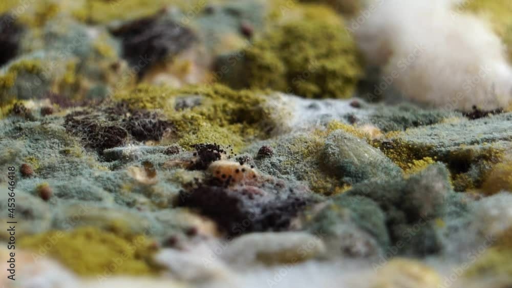 Black mold growing on mixture bread Black mold growing on mixture bread