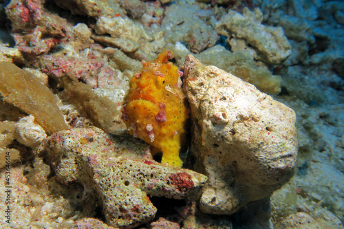 A yellow Warty Frogfish leaning on a rock Pescador Island Philippines