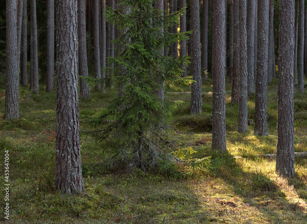Obraz premium Pine forest in the sunny summer day.