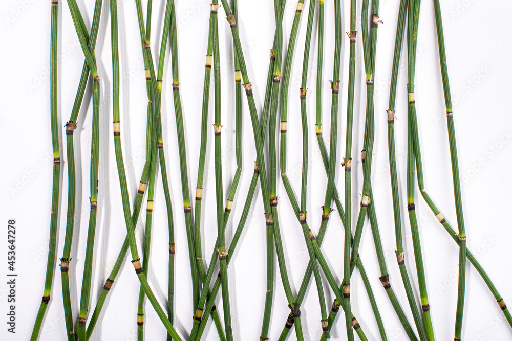 Obraz premium Water horsetail, swamp horsetail, Equisetum fluviatile, isolated on white background.