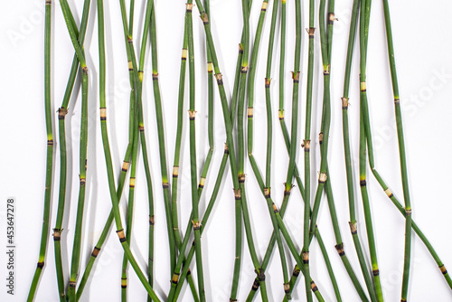 Water horsetail  swamp horsetail  Equisetum fluviatile  isolated on white background.