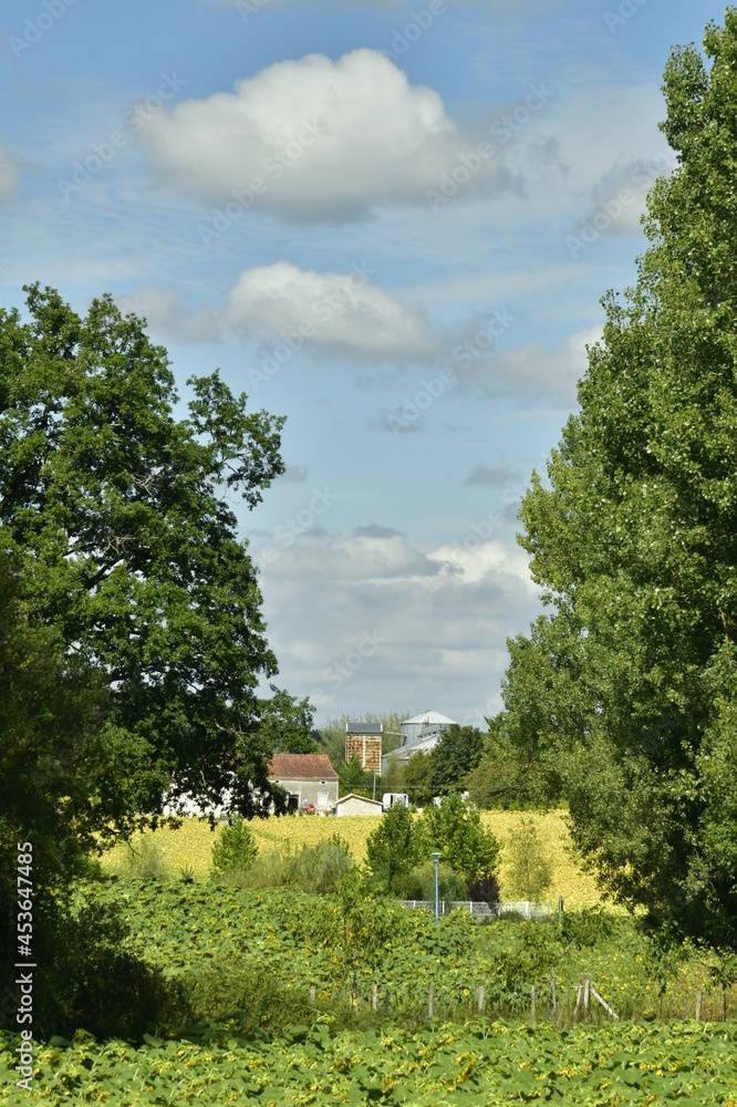 Champs de tournesols entre les arbres près du bourg de Champagne au Périgord Vert 