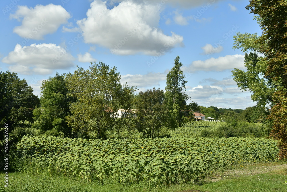 Vaste champ de tournesols pas encore en fleur près du bourg de Champagne au Périgord Vert 