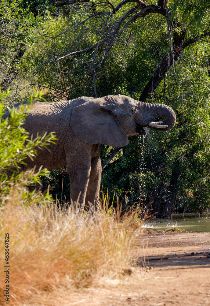 Fototapeta premium Elephant drinking Water