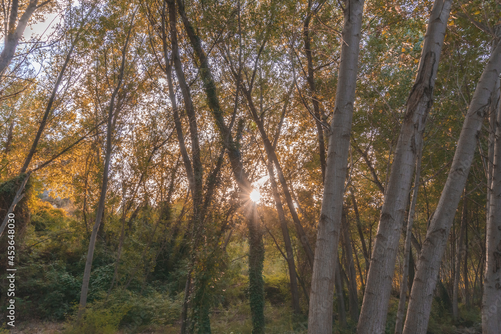 Natural landscape of a deep and lush forest, in an early autumn sunset. Natural landscape of a deep and lush forest, in an early autumn sunset.