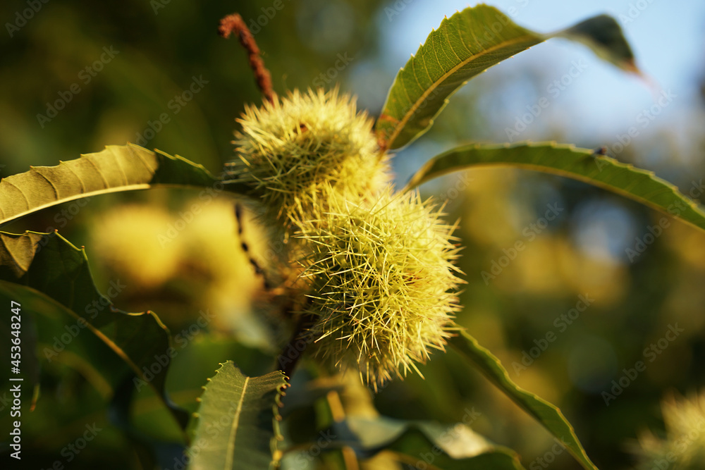 Chestnut tree prickly balls with nuts close-up view, autumn concept
