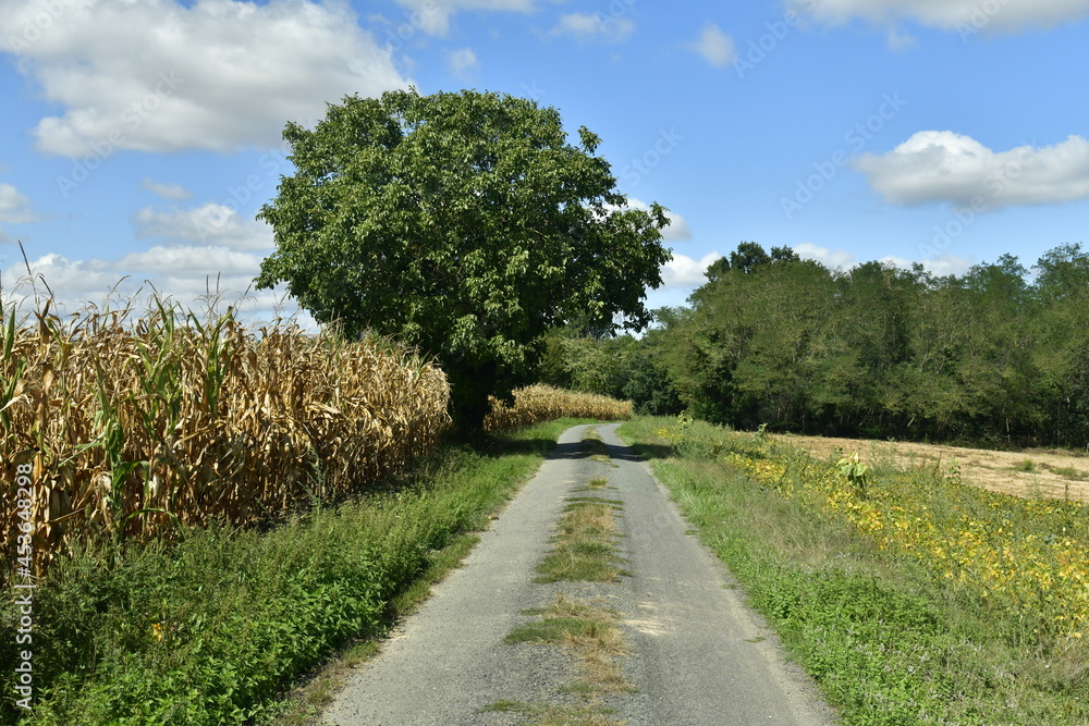 L'arbre isolé au sommet de la colline entre un champs de maïs et une prairie près du Bourg de Champagne au Périgord Vert 