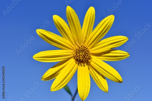 Jerusalem artichoke. yellow flower on a background of blue sky. Desktop wallpaper