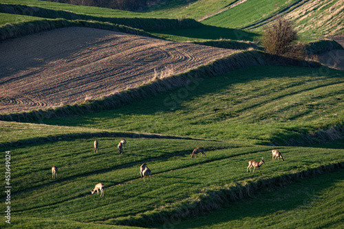 Fototapeta Naklejka Na Ścianę i Meble -  Sarny