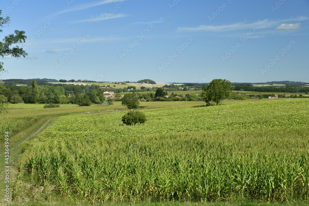 Champs de maïs et arbres isolés près du Bourg de Champagne au Périgord Vert
