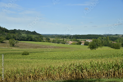 Champs de maïs et arbres isolés près du Bourg de Champagne au Périgord Vert 
