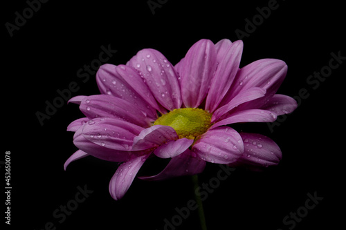 Pink chrysanthemum flower with water drops on a black background.