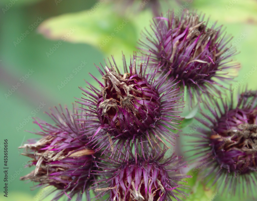 beautiful closeup of Musk Thistles (Carduus nutans) growing wild on Salisbury Plain chalklands, Wiltshire beautiful closeup of Musk Thistles (Carduus nutans) growing wild on Salisbury Plain chalklands, Wiltshire
