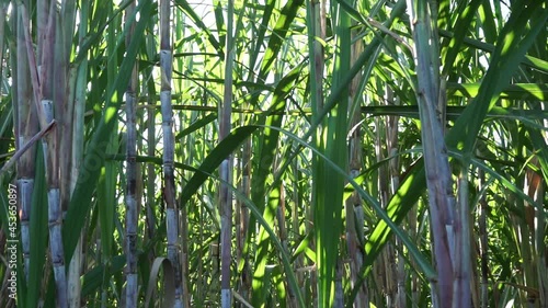 Sugarcane with a natural background. Indonesian call it tebu photo