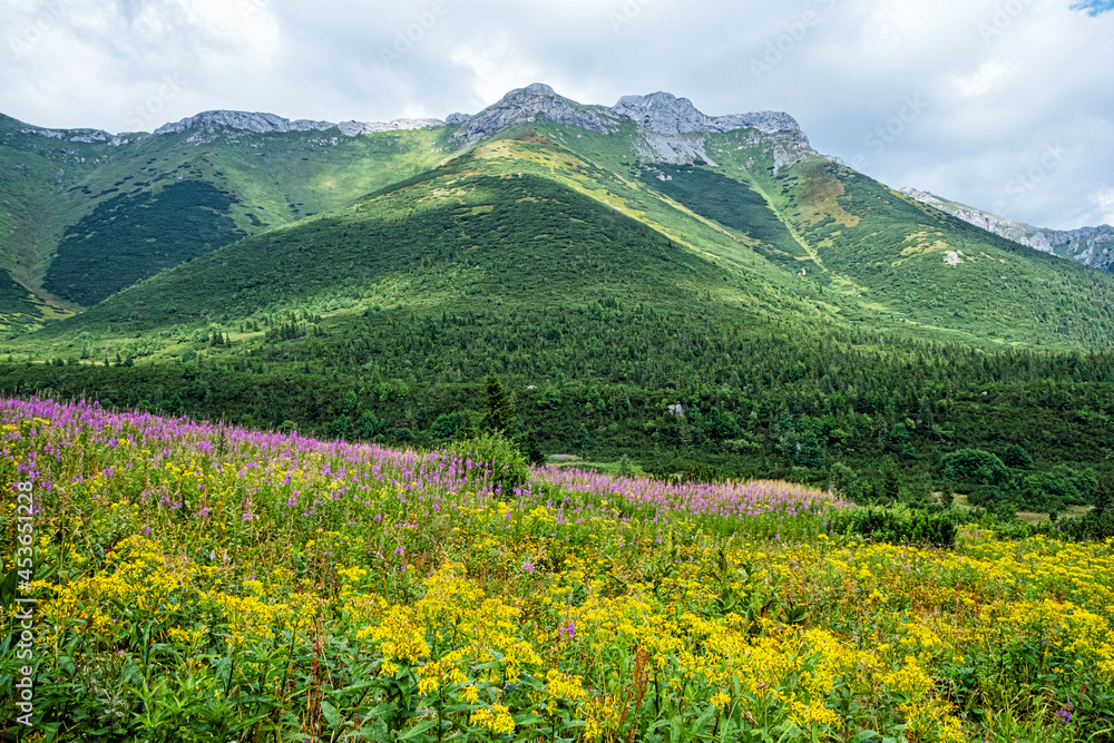 Obraz premium Flowering meadow, Belianske Tatras mountain, Slovakia