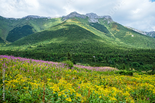 Flowering meadow, Belianske Tatras mountain, Slovakia