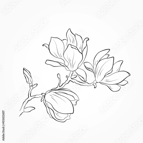 magnolia flower line illustration. hand drawn floral element for greeting card and invitation design.