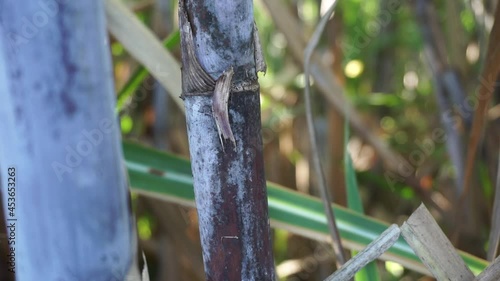 Sugarcane with a natural background. Indonesian call it tebu photo