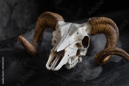 Still life with ram skull on dark background