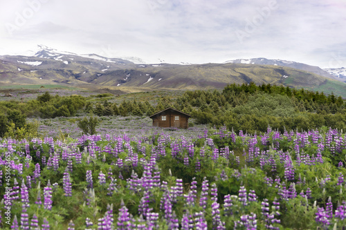 little wood house in the middle of a violet lupine flower field © NDStock