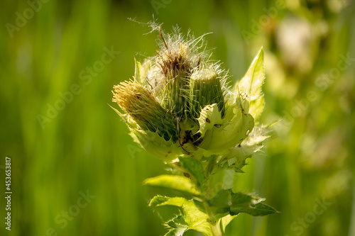 A selective focus shot of Thistles growing in the meadow photo