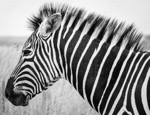 Close Up sighting of a Zebra