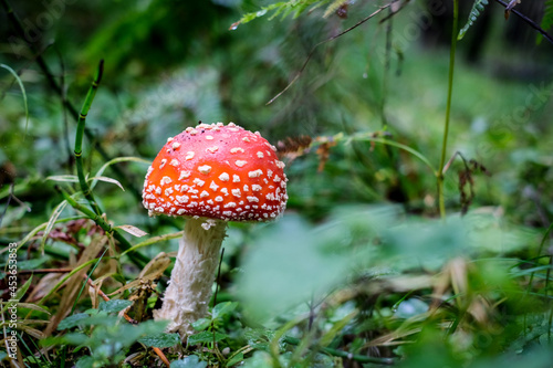 Amanita muscaria, commonly known as the red fly agaric. Toxic and hallucinogen mushroom Fly Agaric in moss on autumn forest background. Defocused