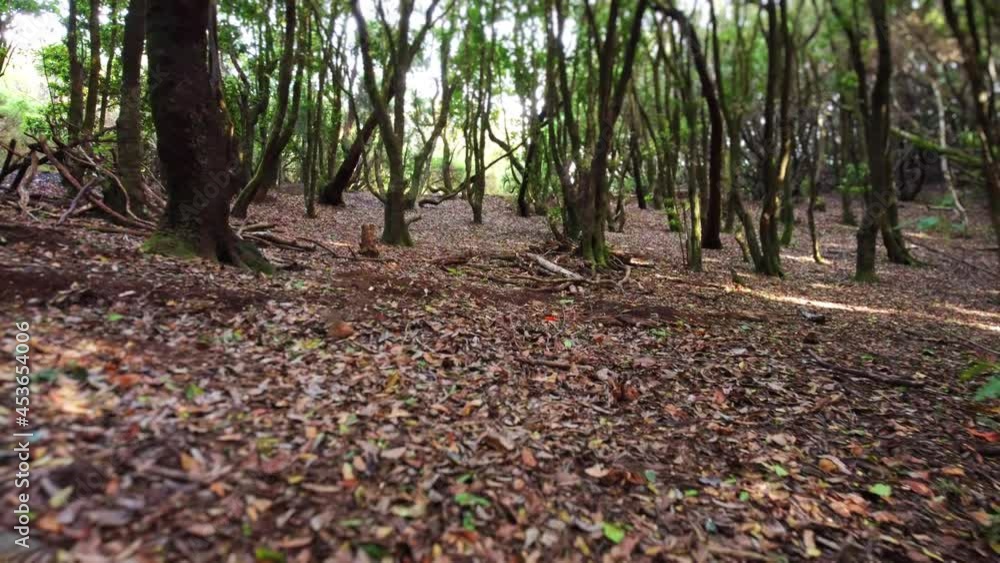 Walk in beautiful and mysterious summer tropical rainforest. Drone low-angle flight into mystical cinematic woods. Concept for nature, adventure and freedom. Walk in beautiful and mysterious summer tropical rainforest. Drone low-angle flight into mystical cinematic woods. Concept for nature, adventure and freedom.