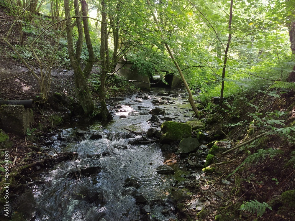 Obraz premium NatureBoy Der Blick in die Nature