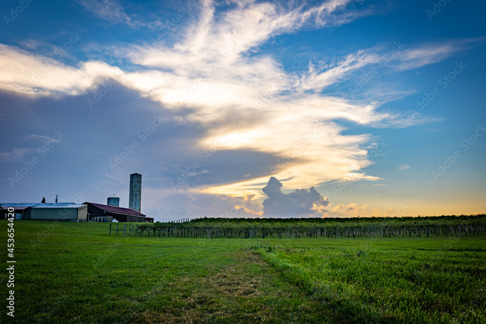 Agriculture, farm buildings next to a vineyard close to mid western city of Lexington, Kentucky during golden colored sunset