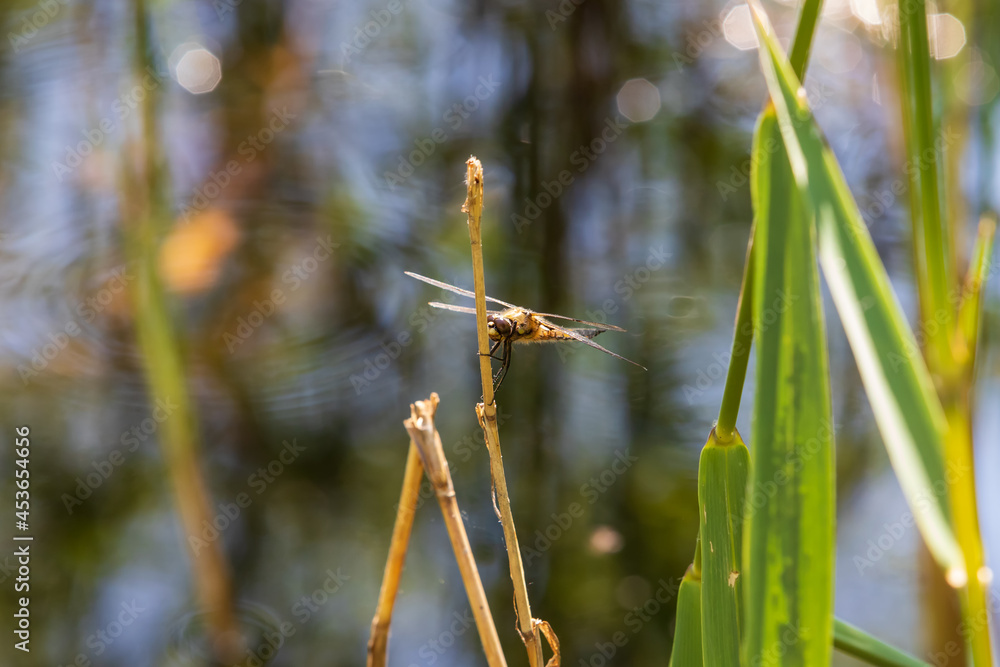 Dragonfly - Odonata with outstretched wings on a blade of grass. In the background is a beautiful bokeh created by an lens. Dragonfly - Odonata with outstretched wings on a blade of grass. In the background is a beautiful bokeh created by an lens.