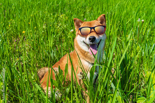 Happy shiba inu dog wearing sunglasses. Red-haired Japanese dog smile portrait.