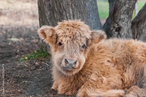 Close up of baby scottish highland cattle