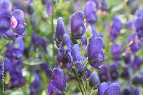 flowers of the Wrestler hood (Aconitum firmum) blue flower. flower in the foreground photo