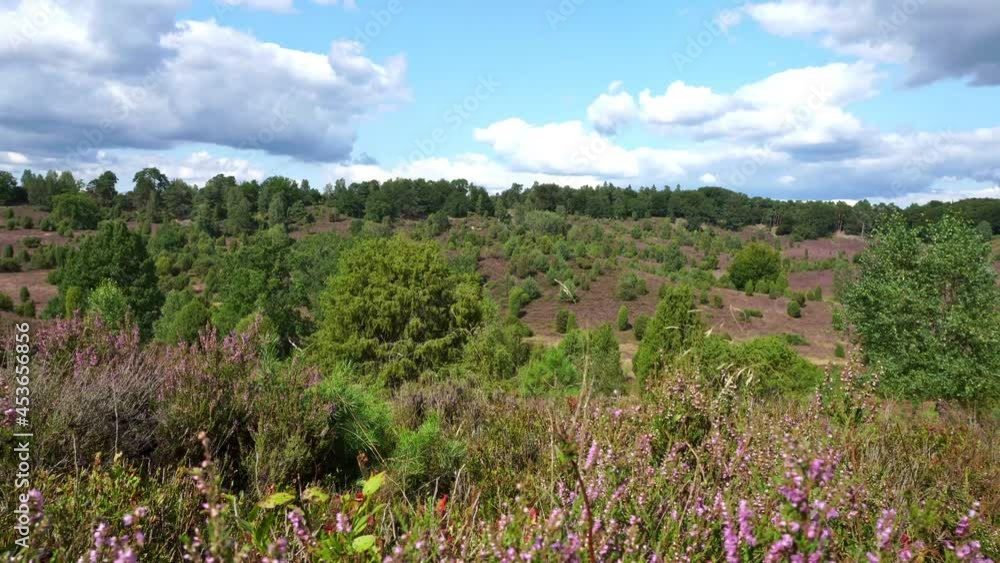 Lueneburger Heide in Summer