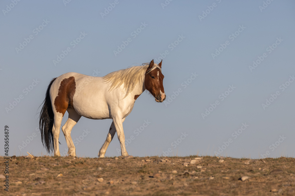 Obraz premium Beautiful Wild Horse in the Utah Desert