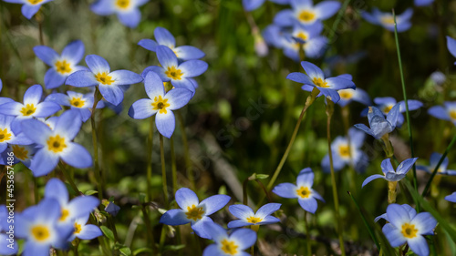 Beautiful Patch of Bluets Blooming Along the Blue Ridge Parkway