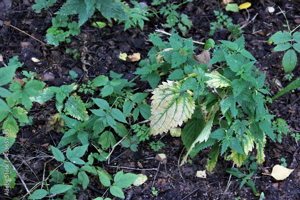 the spring the spring