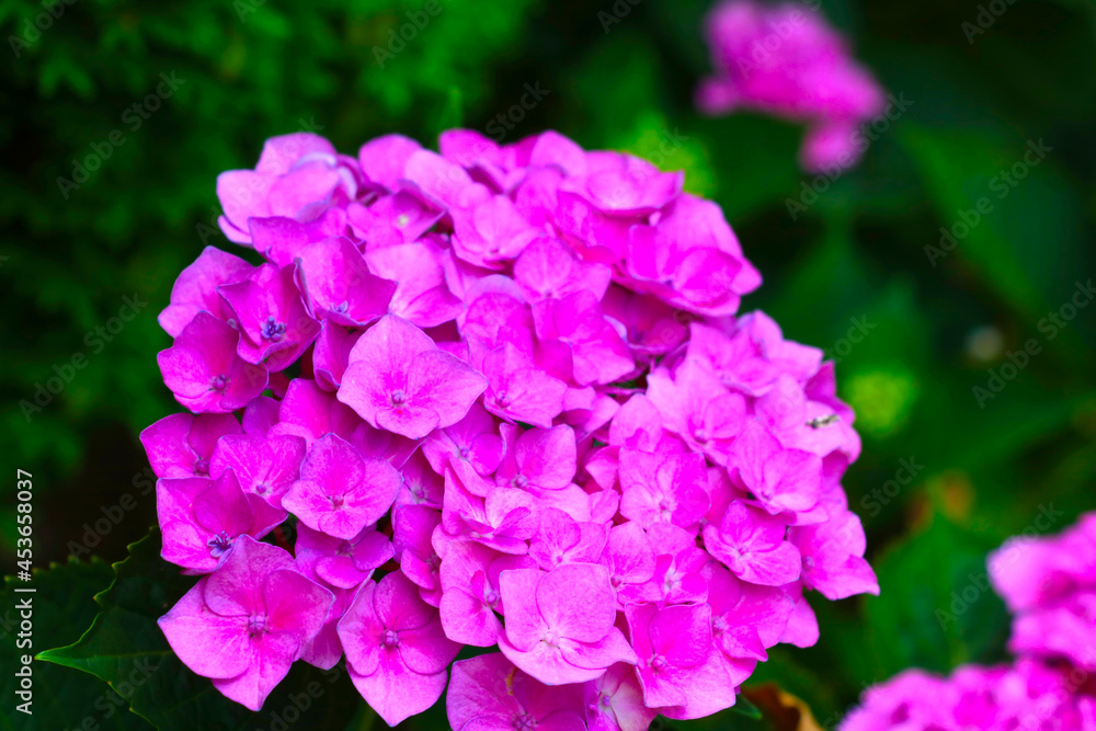 Pink hydrangea blooms in the garden in summer. Pink hydrangea blooms in the garden in summer.
