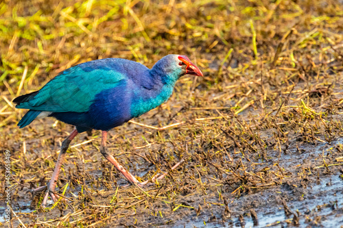 Schilderij op canvas Purple Swamphen strolling near a lake