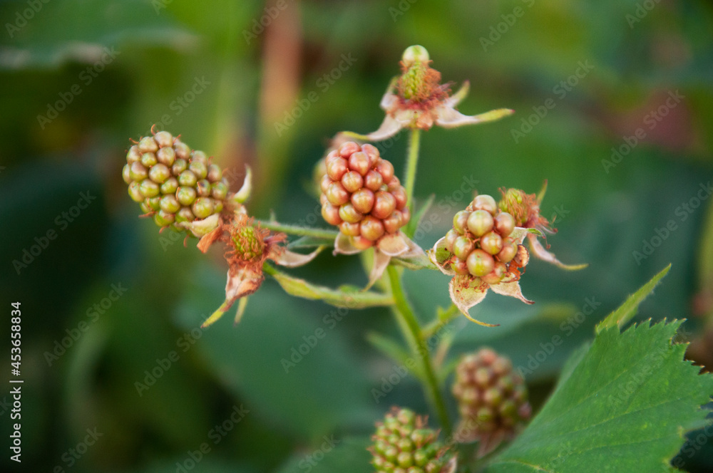 Branch with fruits of unripe non-leafy blackberry. High quality photo Branch with fruits of unripe non-leafy blackberry. High quality photo